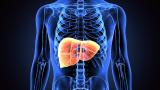 Liver in body
